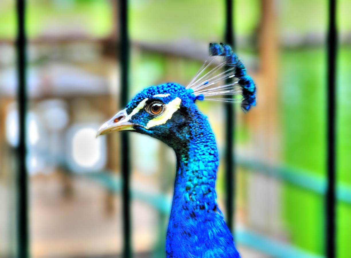 Eden Nature Park And Resort Davao Экстерьер фото